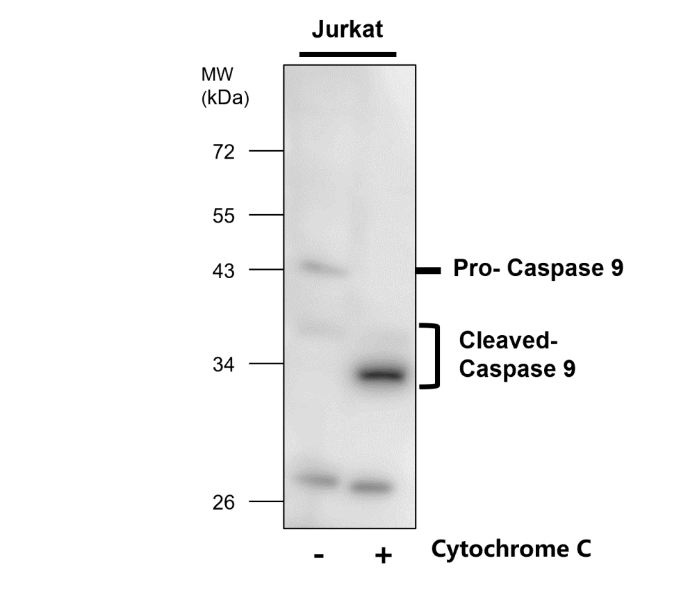 IR100-414 anti-Caspase 9 cleaved Asp315 antibody WB image