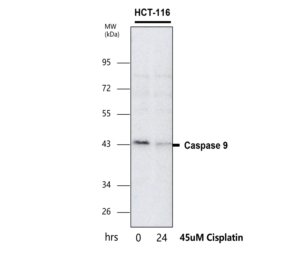 IR100-414 anti-Caspase 9 cleaved Asp315 antibody WB image