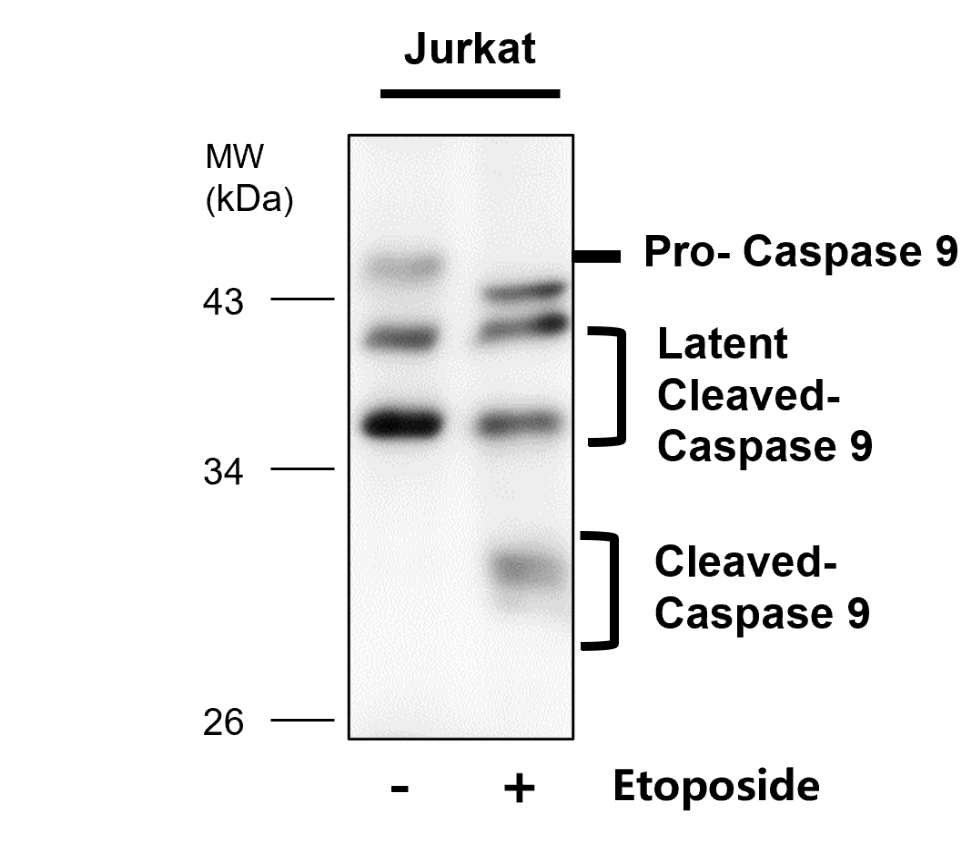 IR100-410 anti-Caspase 9 cleaved Asp330 antibody WB image