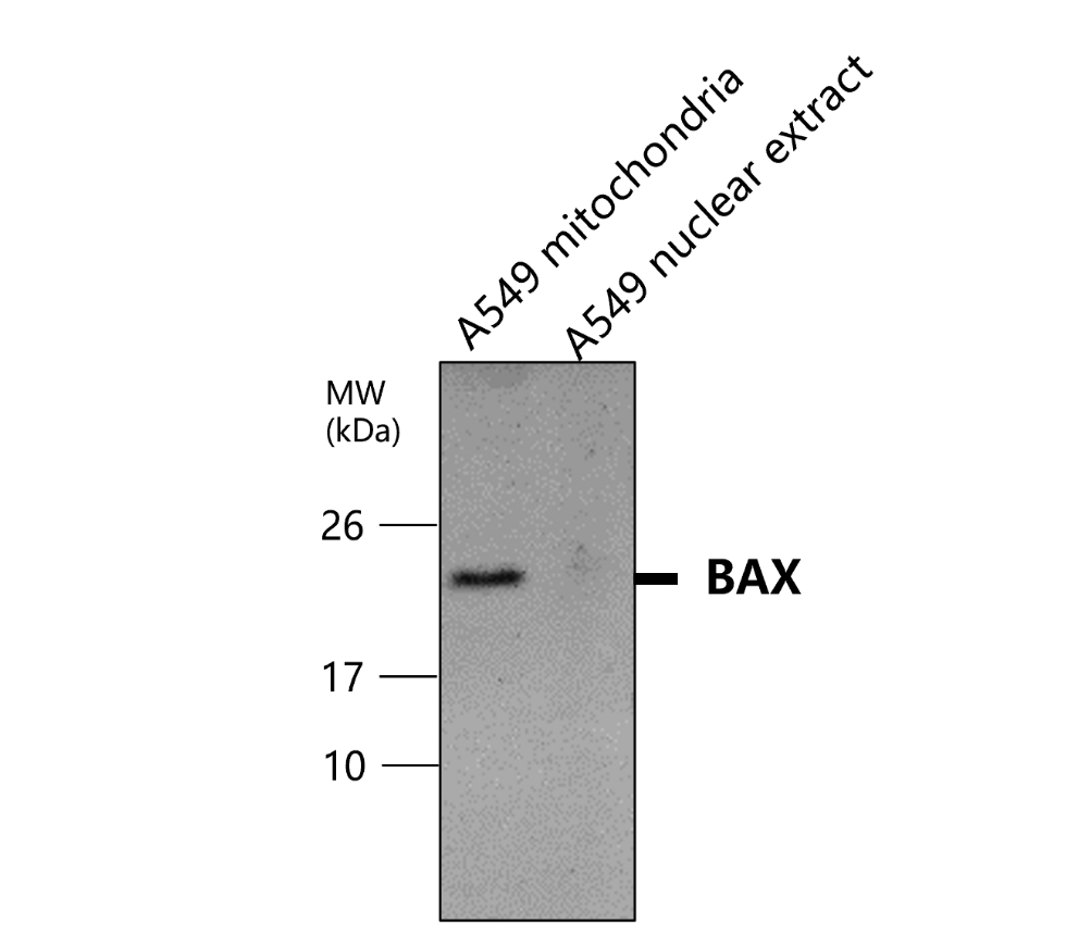 IR93-390 anti-BAX antibody WB image