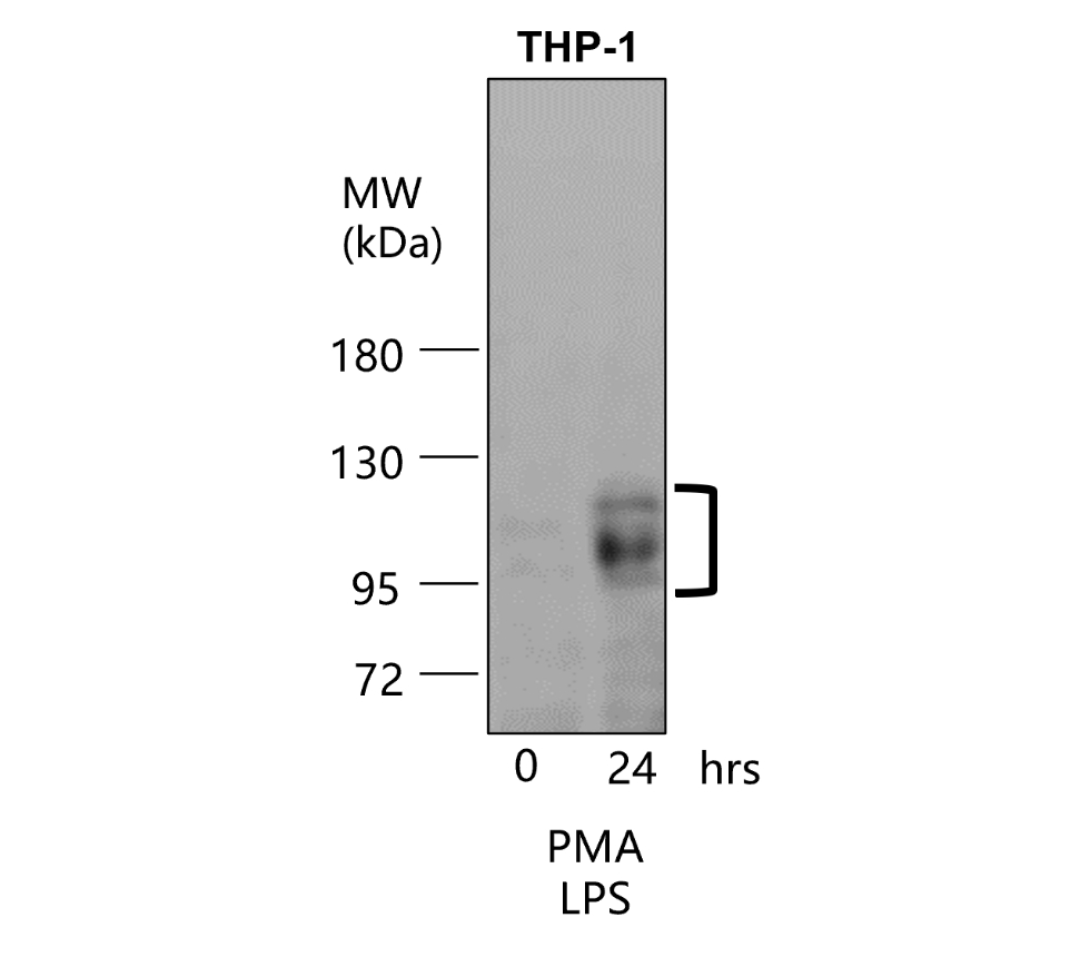 IR78-268 anti-ICAM-1 / CD54 antibody WB image