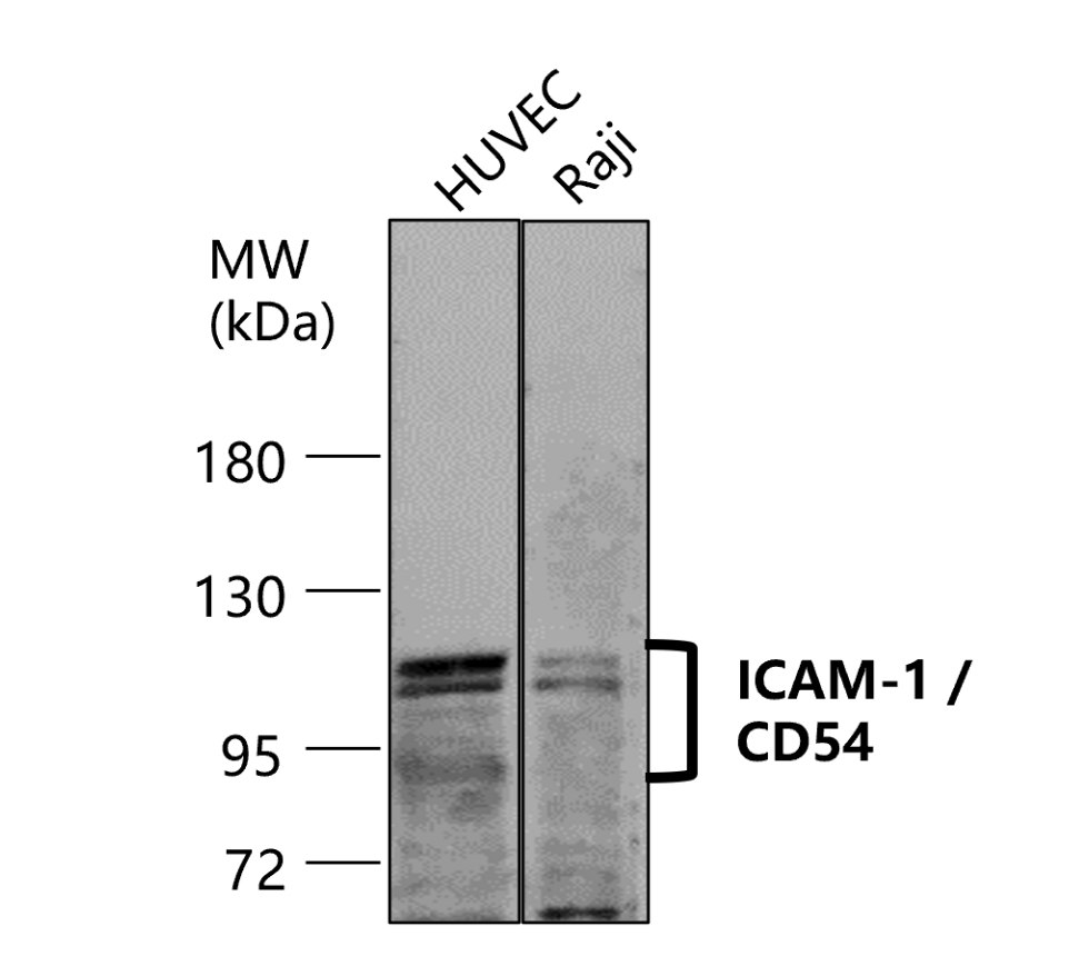 IR78-268 anti-ICAM-1 / CD54 antibody WB image