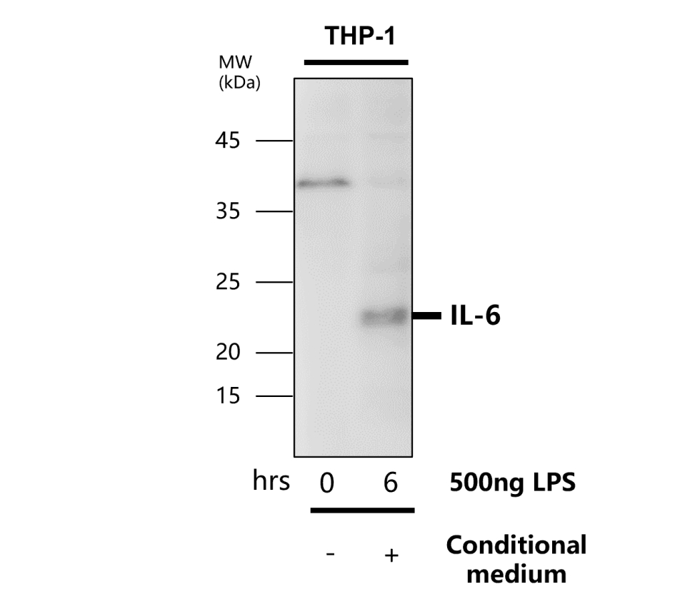IR74-P1 anti-IL6 antibody WB image