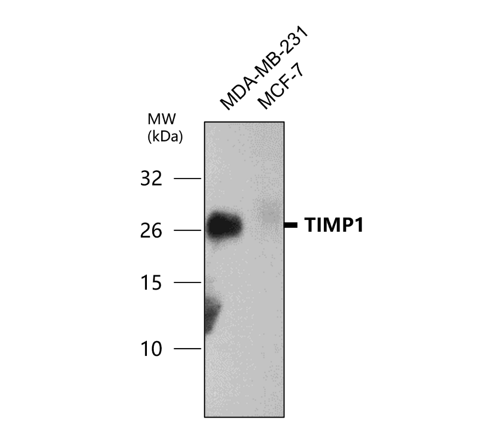 IR72-249 anti-TIMP1 antibody WB image