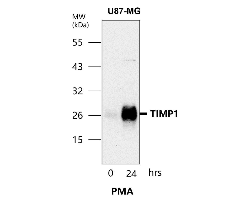 IR72-249 anti-TIMP1 antibody WB image