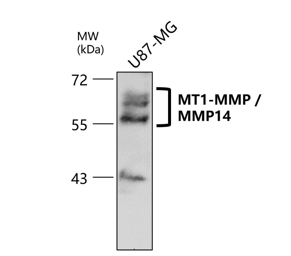 IR71-245 anti-MMP14 / MT1-MMP antibody WB image