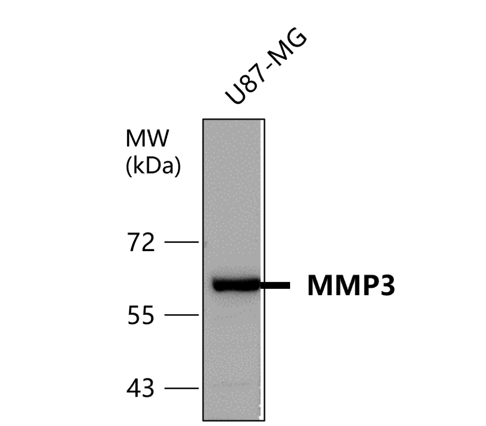 IR68-229 anti-MMP3 antibody WB image