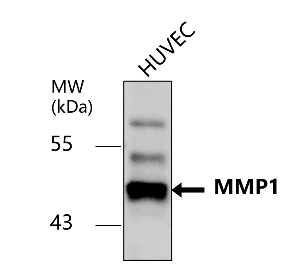 IR66-225 anti-MMP1 antibody WB image