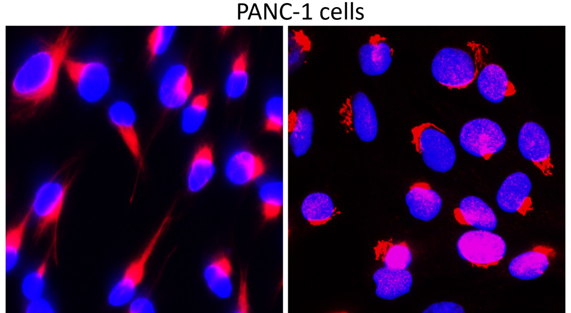 IR48-138 anti-Fibronectin antibody ICC/IF image