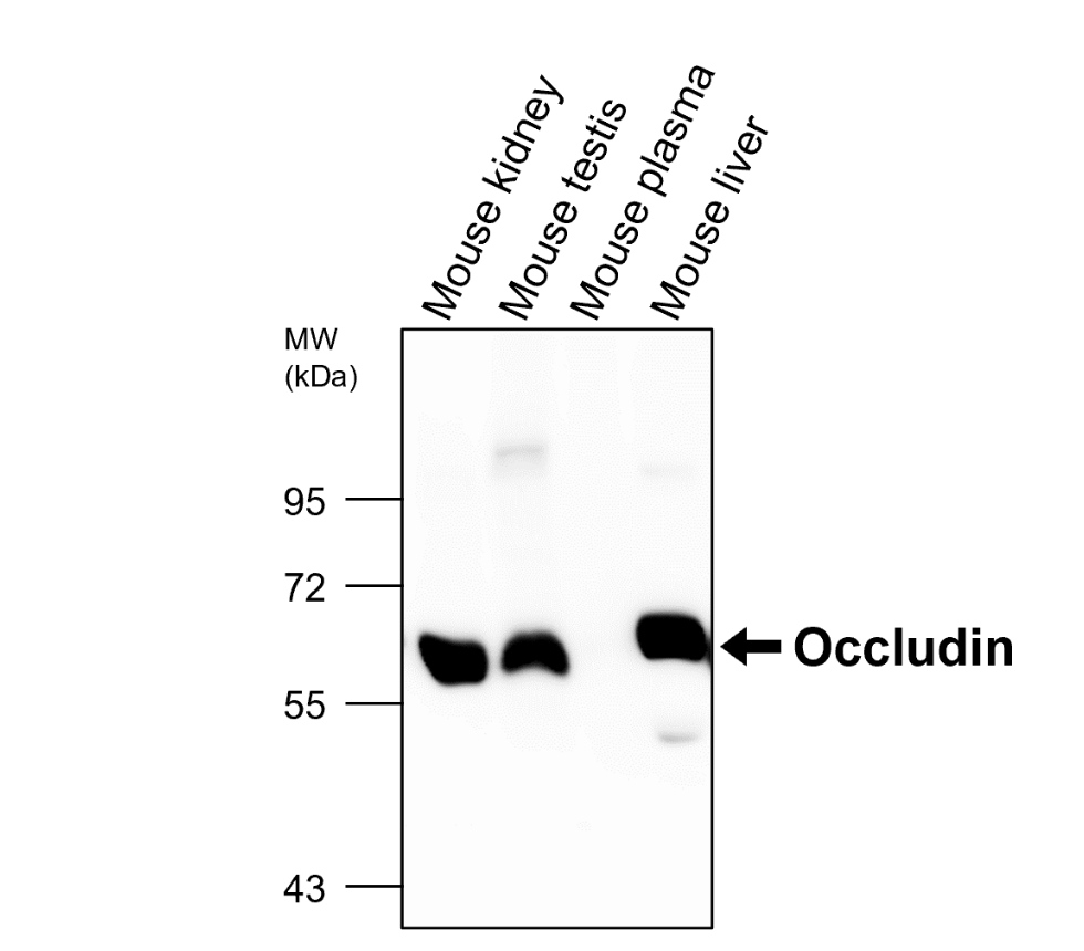 IR57-195 anti-Occludin antibody WB image