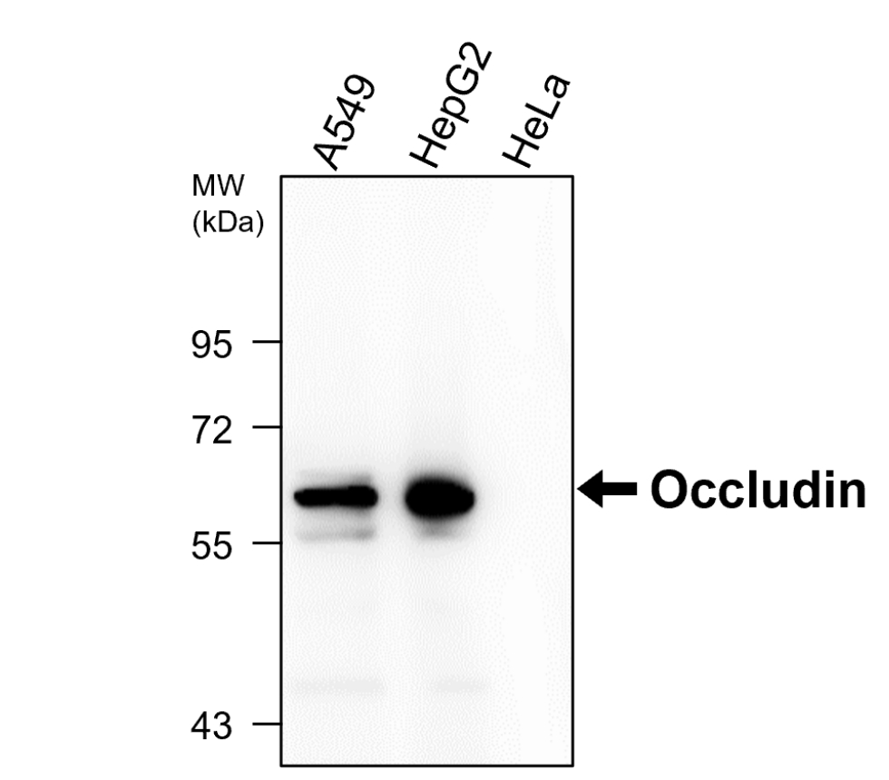 IR57-195 anti-Occludin antibody WB image