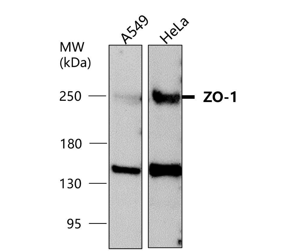 IR56-184 anti-ZO-1 antibody WB image