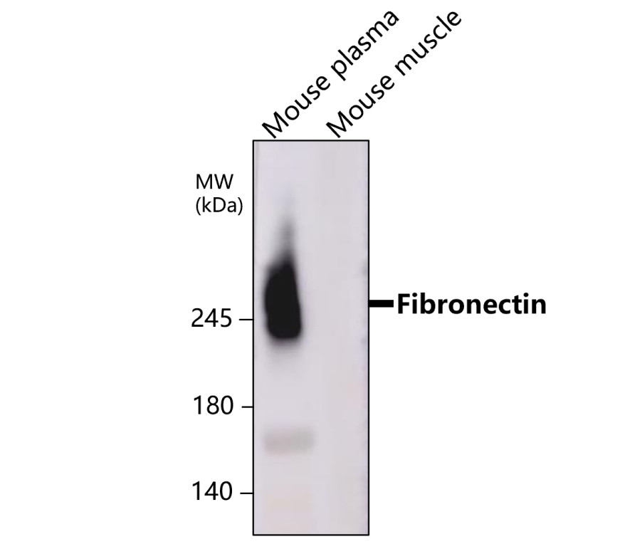 IR48-147 anti-Fibronectin antibody WB image