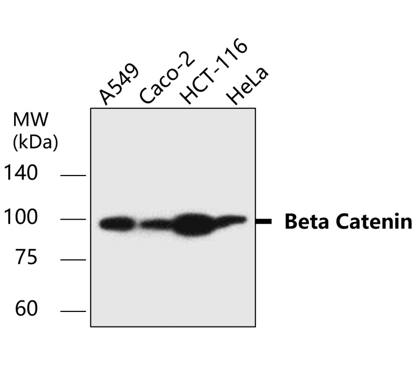 IR49-149 anti-Beta Catenin antibody WB image