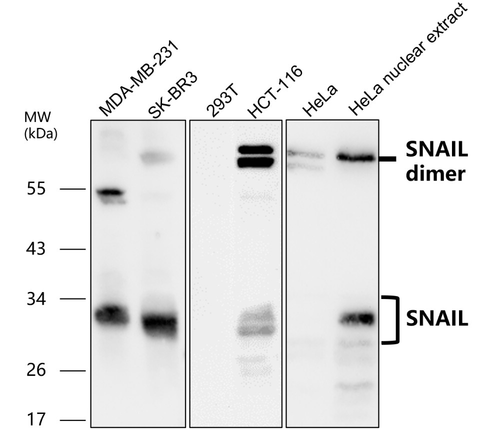 IR50-154 anti-SNAIL antibody WB image