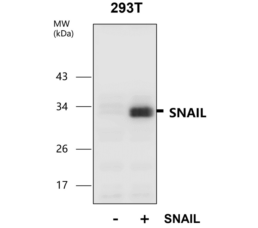 IR50-154 anti-SNAIL antibody WB image