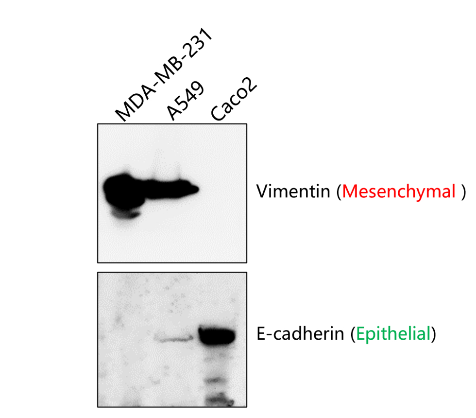 IR55-179 anti-E cadherin antibody WB image