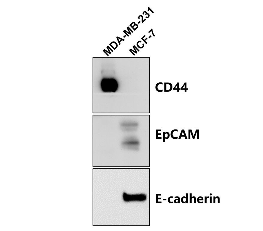 IR55-179 anti-E cadherin antibody WB image