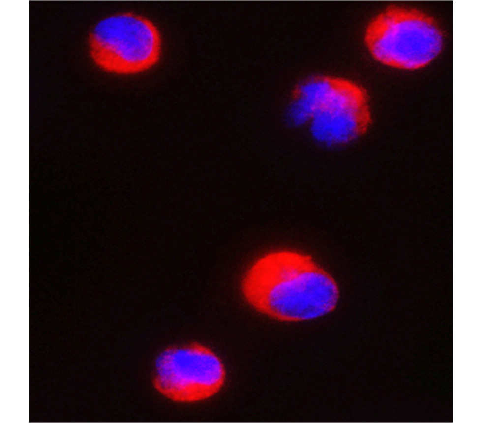 IRR002 anti-CD4 antibody ICC image