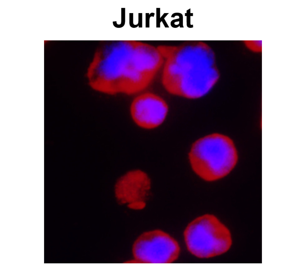 IRR001 anti-CD3 antibody ICC image