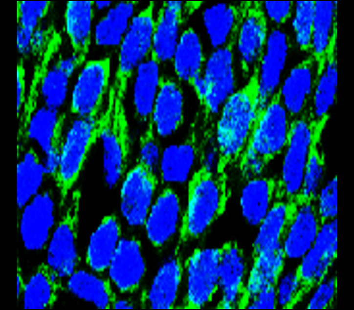 Customer feedback Image IR57-193 anti-Occludin antibody IHC-Fr image