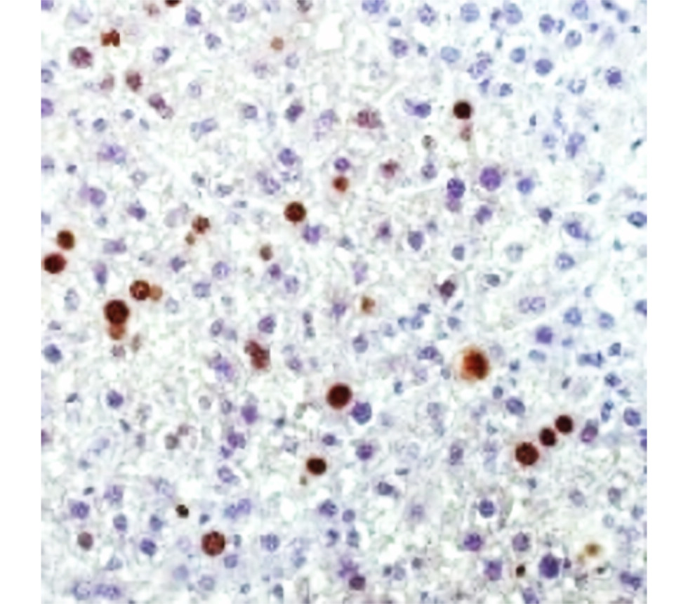 IRQ6001 anti-Ki-67 [SP6] antibody IHC image