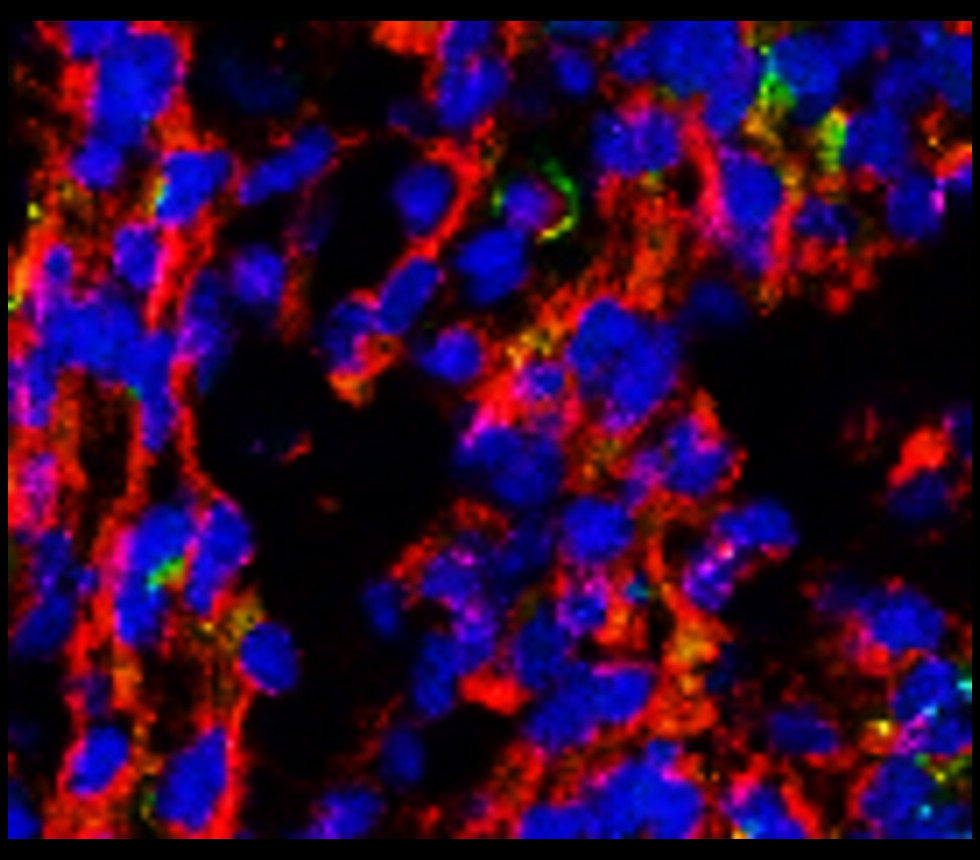 IRM008 anti-Tuj1 monoclonal antibody IHC-Fr image