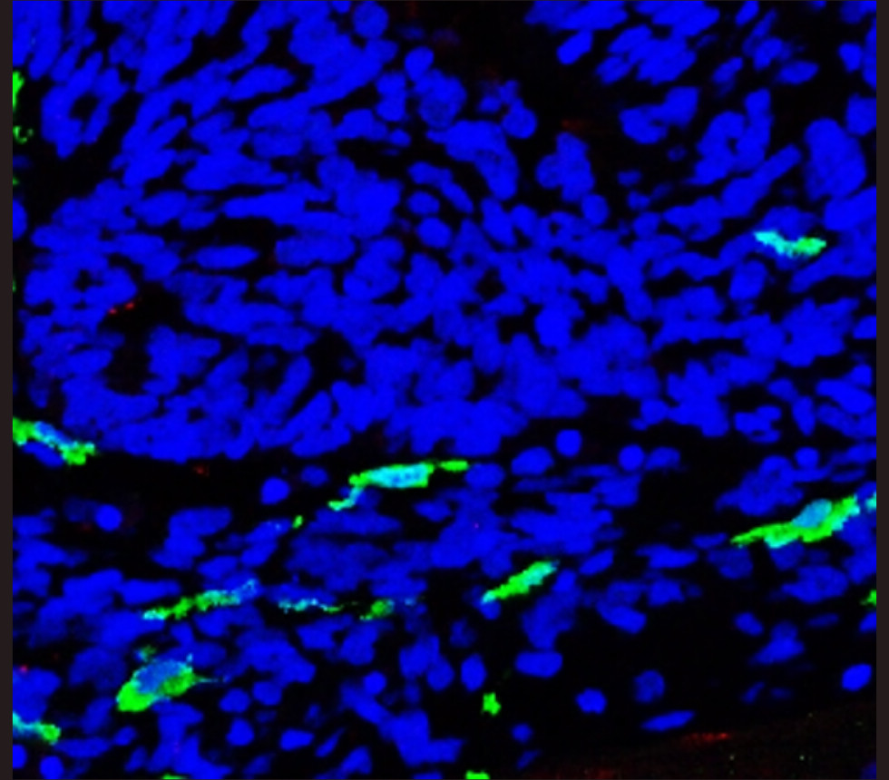 IRM007 anti-Iba1 monoclonal antibody IF image