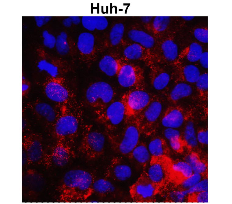 IR66-225 anti-MMP1 antibody_Huh-7 ICC image