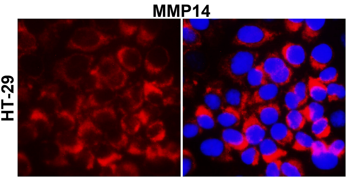 IR71-245 anti- MMP14 / MT1-MMP antibody_HT-29 ICC/IF image