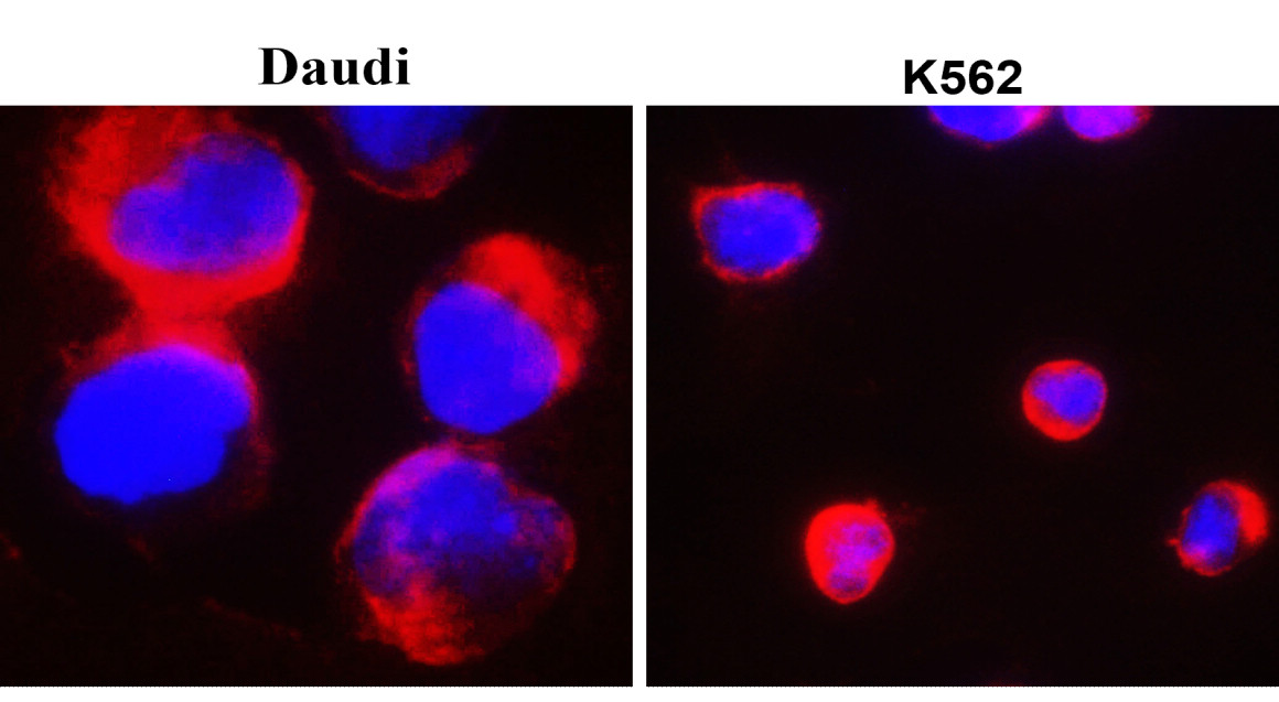 IR327-1032 anti- Toll-like Receptor 7 antibody ICC/IF  image