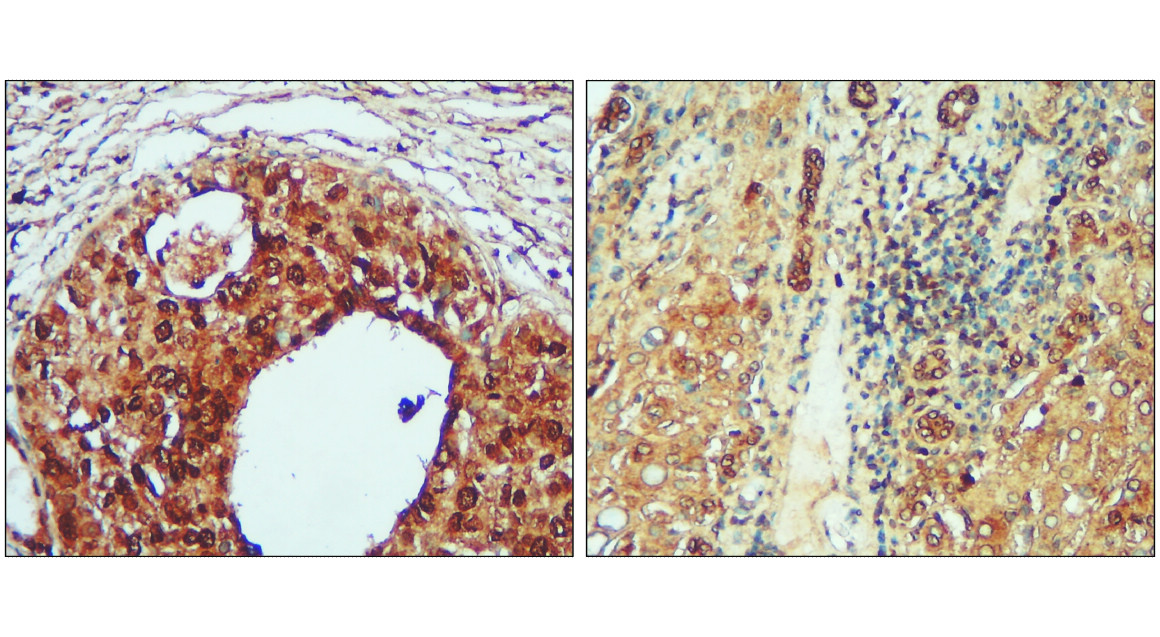 IR324-1020 anti- Toll-like Receptor 4 antibody IHC image