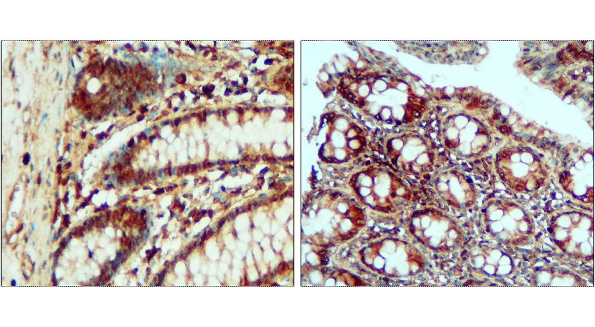 IR324-1020 anti- Toll-like Receptor 4 antibody IHC image