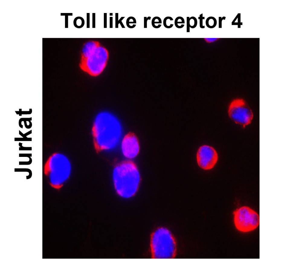 IR324-1020 anti- Toll-like Receptor 4 antibody ICC/IF image