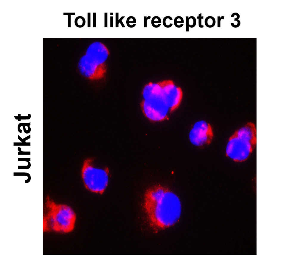 IR323-1016 anti- Toll-like Receptor 3 antibody ICC/IF image