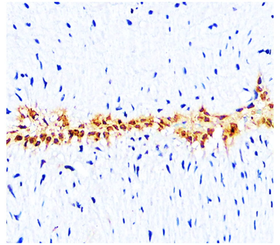 IR306-909 anti L-selectin / CD62L antibody IHC image