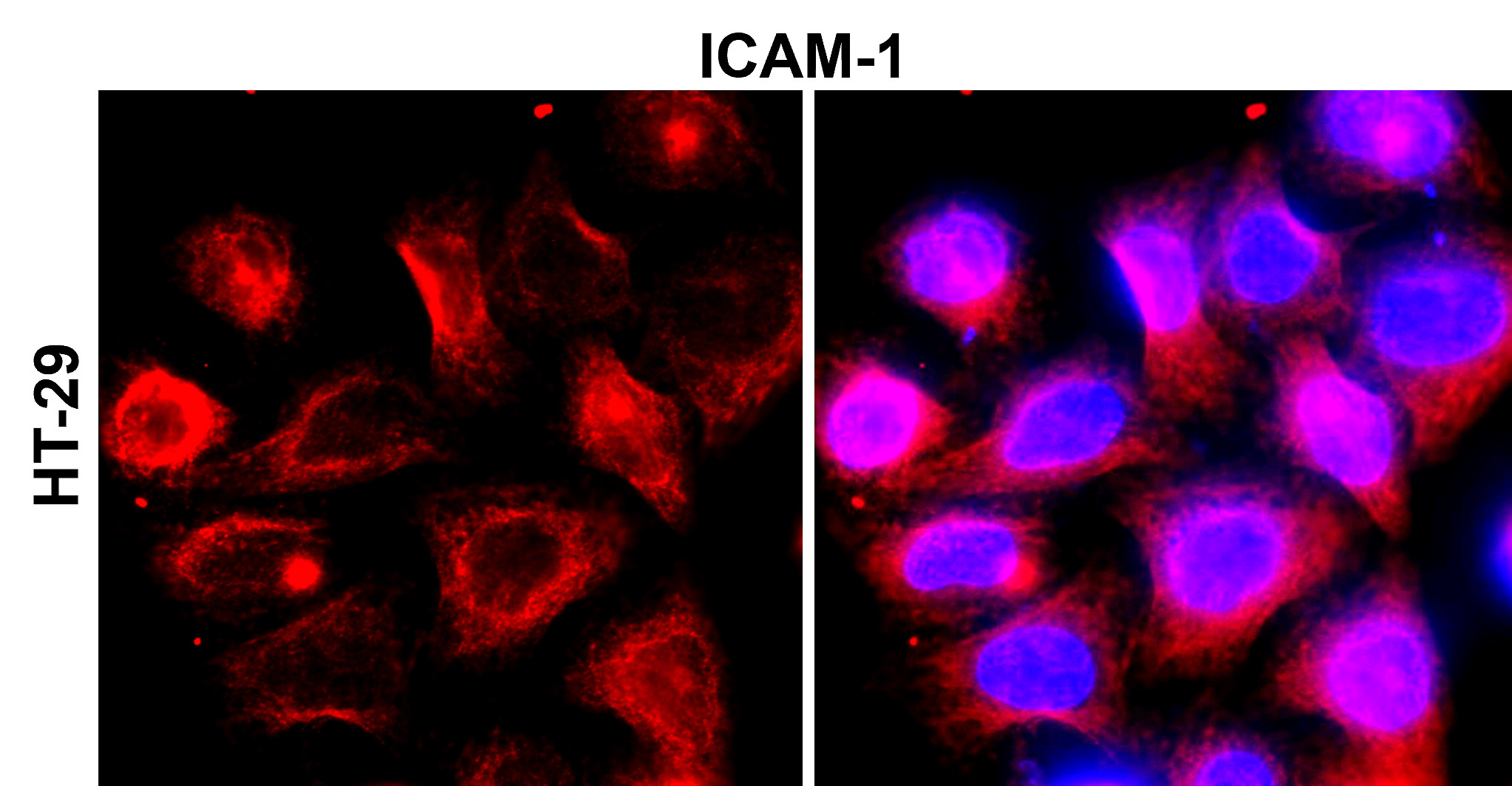 IR78-268 anti-ICAM-1 / CD54 antibody_HT-29 ICC/IF image