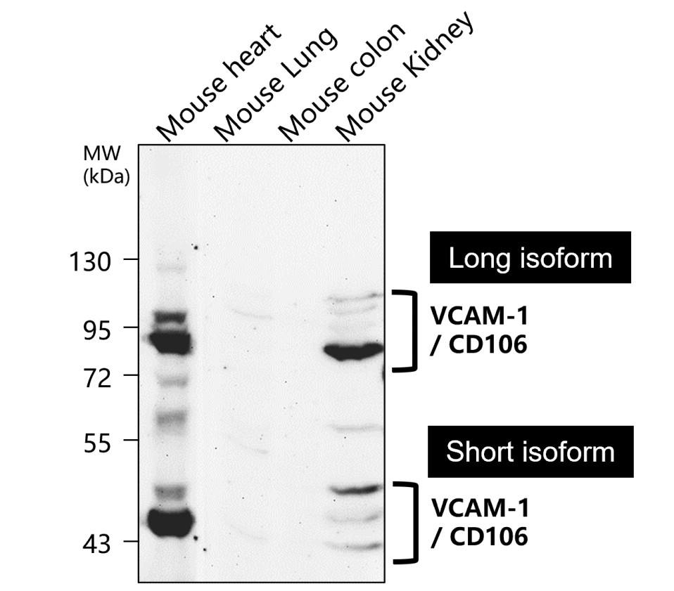 IR79-272 anti-VCAM-1 / CD106 antibody WB image