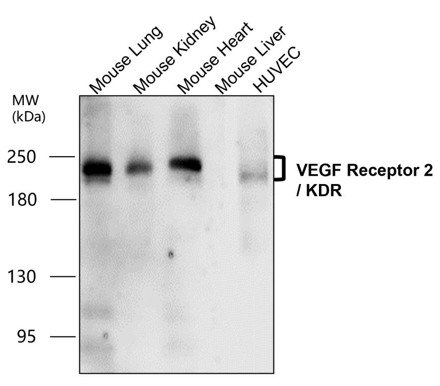 IR81-279 anti-VEGF Receptor 2 antibody WB image