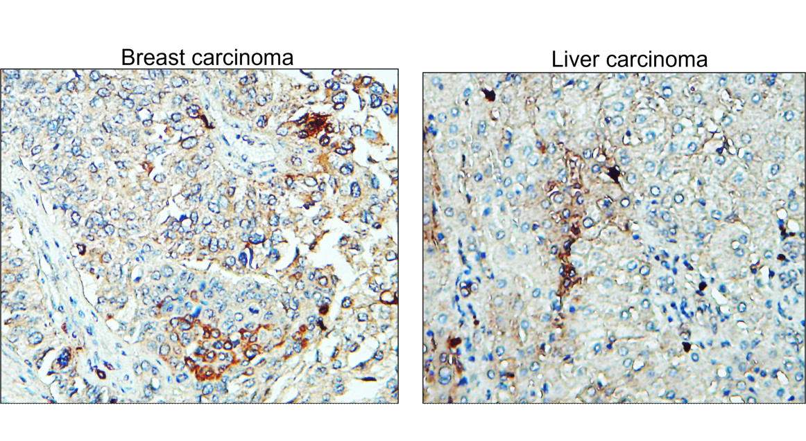 IR297-2 anti-ST3GAL1 antibody IHC image