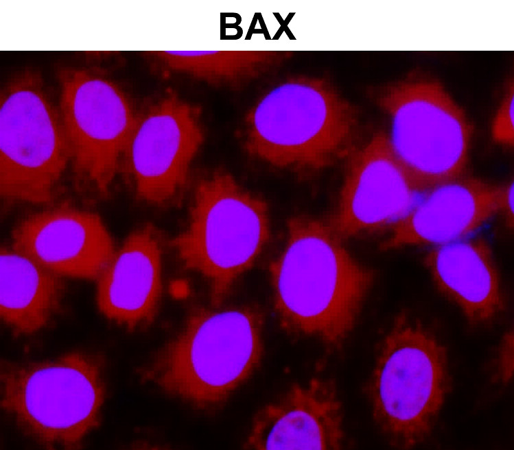 IR93-390 anti-BAX antibody ICC/IF image