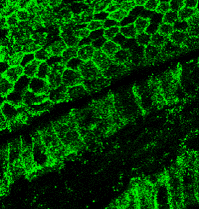 IR55-179 anti-E cadherin antibody IF image Customer feedback Image