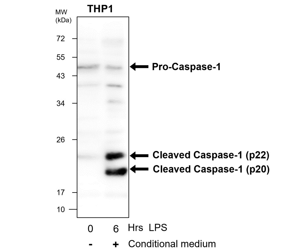 IR95-397 anti-Caspase-1 Cleaved Asp297 antibody WB image