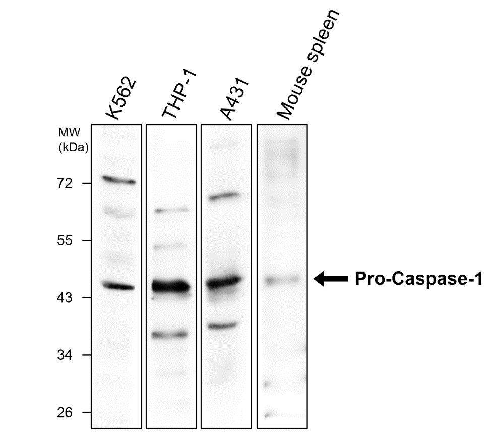 IR95-397 anti-Caspase-1 Cleaved Asp297 antibody WB image