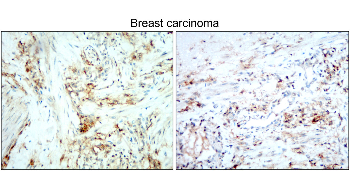 IR239-896 anti- CD138 / Syndecan-1 antibody IHC image