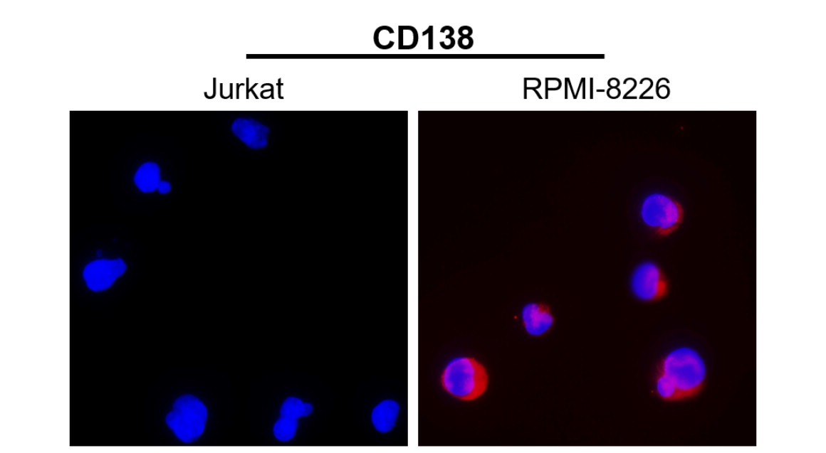 IR239-896 anti- CD138 / Syndecan-1 antibody ICC/IF image