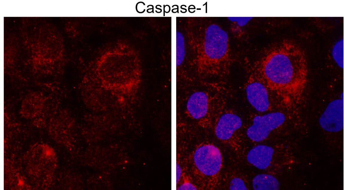 IR95-397 anti-Caspase-1 Cleaved Asp297 antibody ICC/IF image