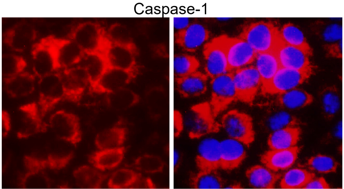 IR95-397 anti-Caspase-1 Cleaved Asp297 antibody ICC/IF image
