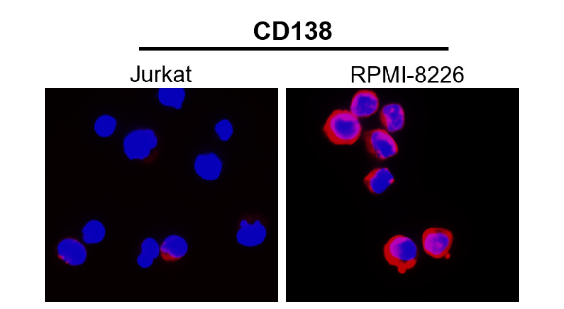 IR239-895 anti- Syndecan-1 / CD138 antibody ICC/IF image