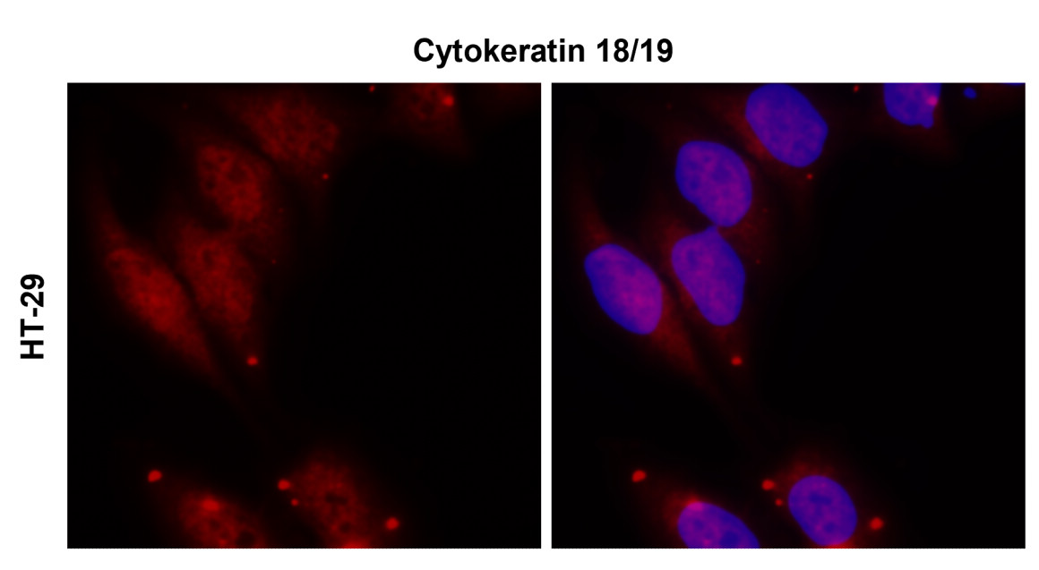 IR236-890 anti-Cytokeratin 18/19 antibody ICC/IF image